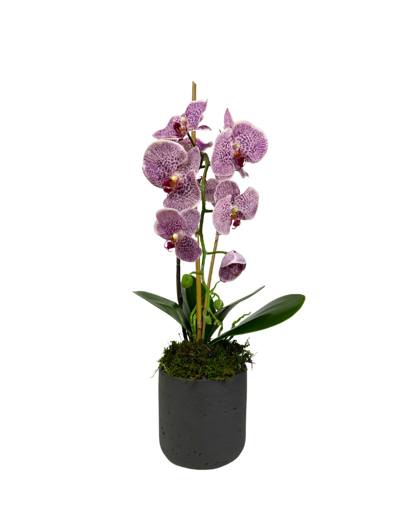Purple Speckled Orchid Plant