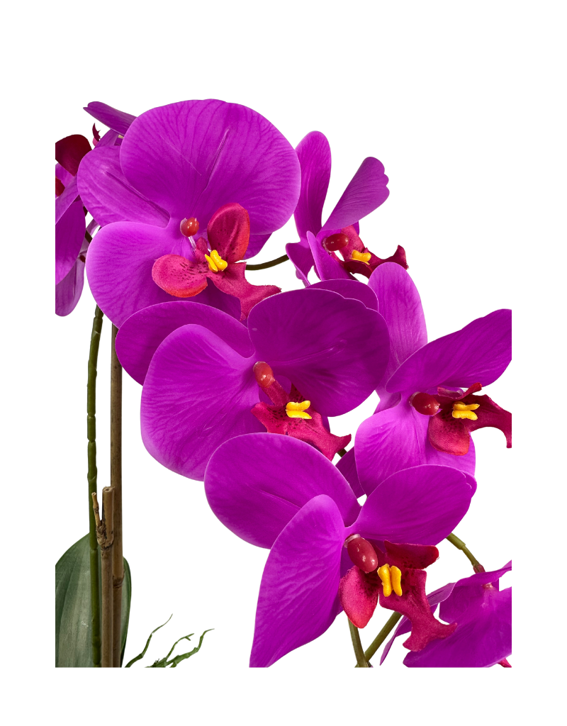 Fuchsia Orchid Plant