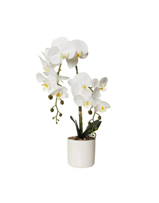 Flowers Phalaenopsis Potted