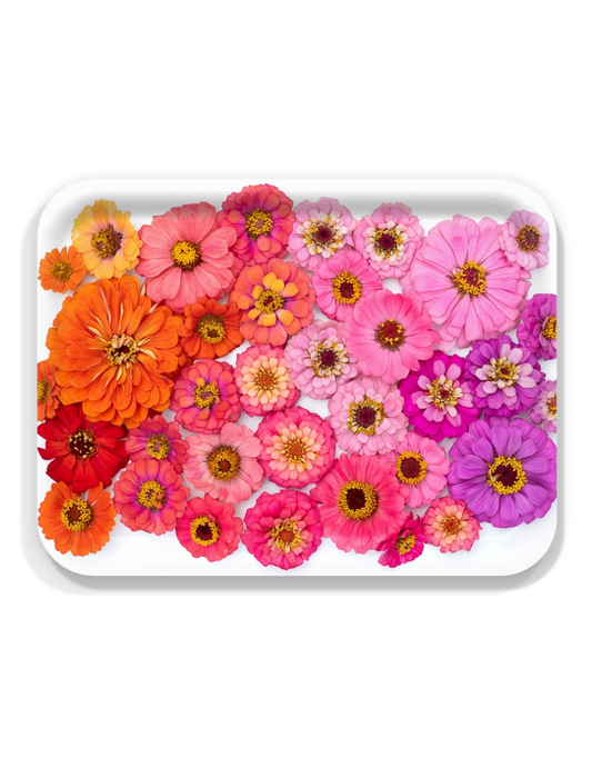 Ombre Zinnia Flowers Serving Tray