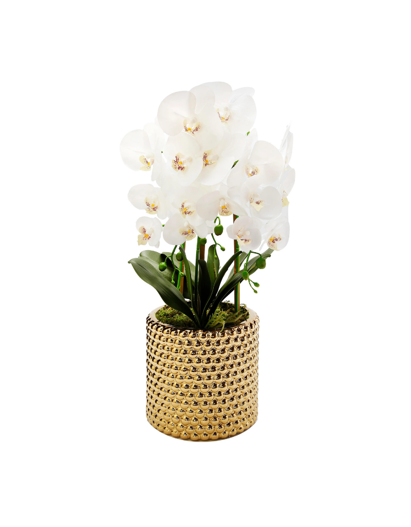 White Orchid Plant In Hammered Gold Vase